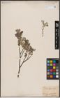 Foto von Salix aurita L. x Salix lapponum L.
